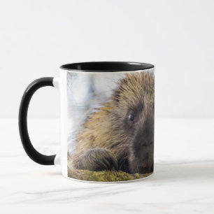 Close-up of porcupine in a tree mug