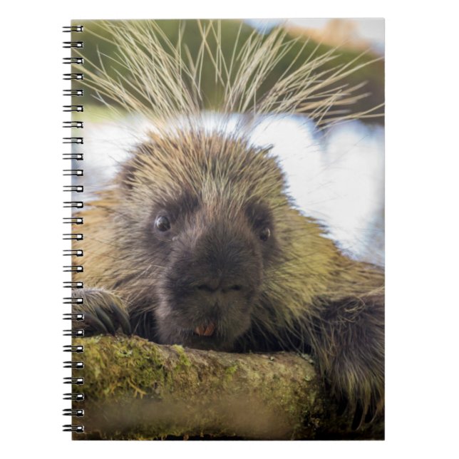 Close-up of porcupine in a tree notebook (Front)