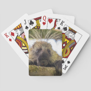 Close-up of porcupine in a tree playing cards
