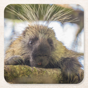 Close-up of porcupine in a tree square paper coaster