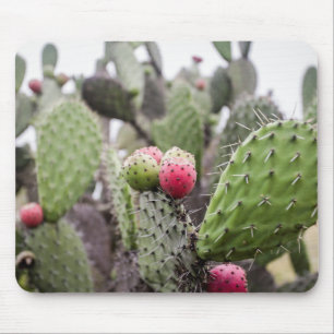 Close Up Of Prickly Pear Cactus Mouse Pad