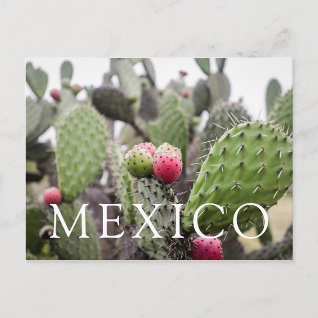 Close Up Of Prickly Pear Cactus Postcard (Front)