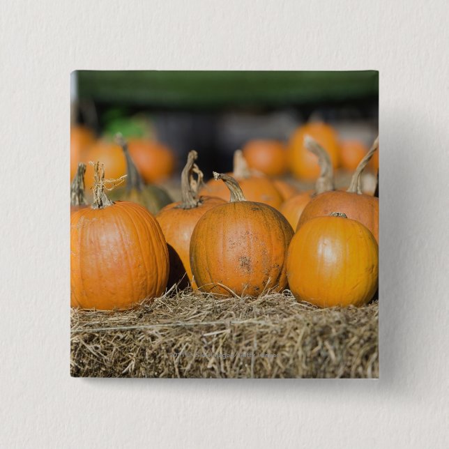 Close-up of pumpkins 2 inch square button (Front)