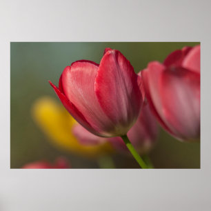 Close-up of red and yellow tulips in garden poster