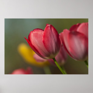 Close-up of red and yellow tulips in garden poster