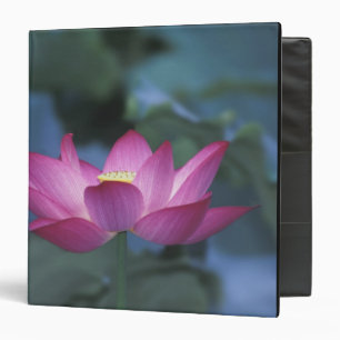 Close-up of red lotus flower and green leaves, binder