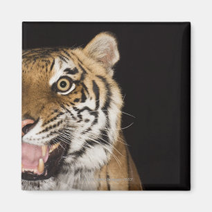 Close up of roaring tiger's face magnet