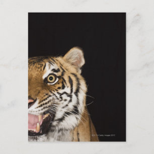 Close up of roaring tiger's face postcard