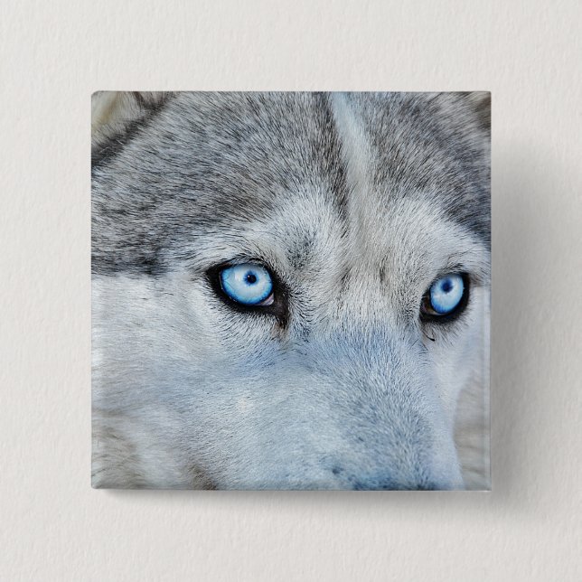 Close up of Siberian Husky with Blue Eyes 2 Inch Square Button (Front)
