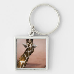 Close-up of Somali giraffe (Giraffa Keychain