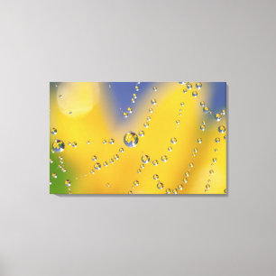 Close-up of spider web with dew drops canvas print