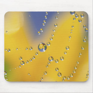 Close-up of spider web with dew drops mouse pad