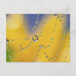 Close-up of spider web with dew drops postcard