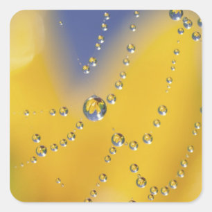 Close-up of spider web with dew drops square sticker