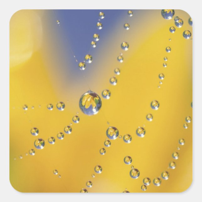 Close-up of spider web with dew drops square sticker (Front)