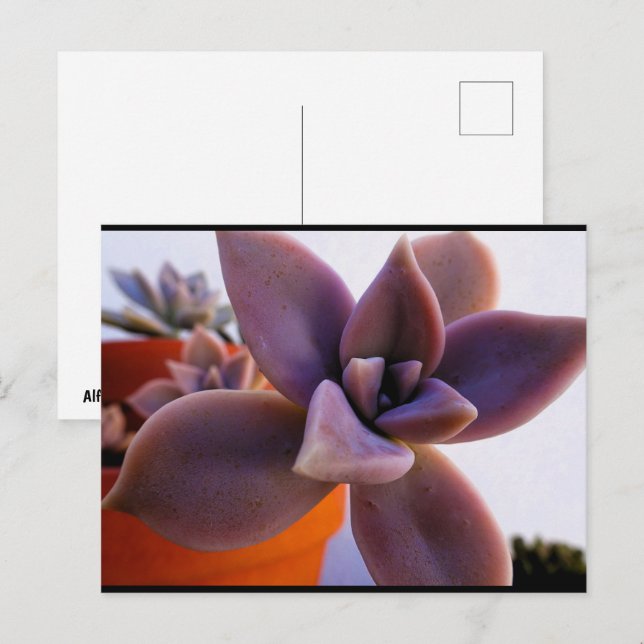 Close up of Succulent Ghost-plant Postcard (Front/Back)