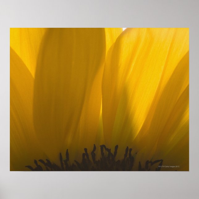 Close-up of sunflower petals poster (Front)