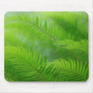 Close-up of sword fern mouse pad
