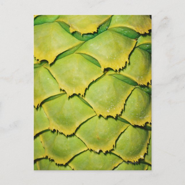 Close-up of texture and pattern of tropical tree postcard (Front)