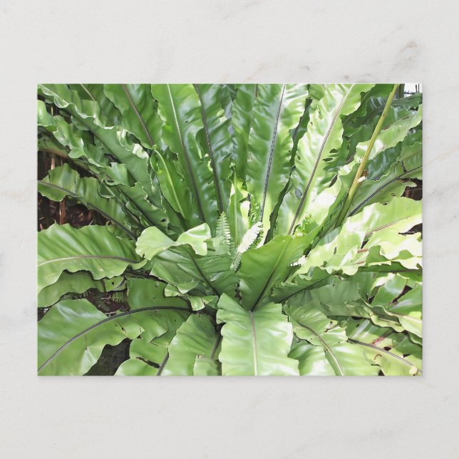 Close-up of the fern, Asplenium nidus. Postcard (Front)