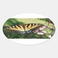 Close-up of Tiger Swallowtail Next to Cleome