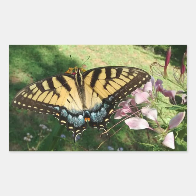 Close-up of Tiger Swallowtail Next to Cleome Recta Sticker (Front)