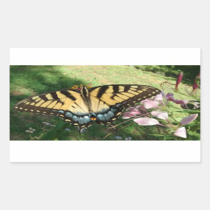 Close-up of Tiger Swallowtail Next to Cleome Recta Sticker