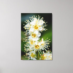 Close-up of tiny flowers canvas print