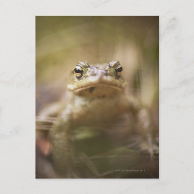 Close-up of toad postcard (Front)