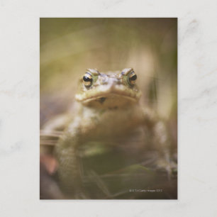 Close-up of toad postcard