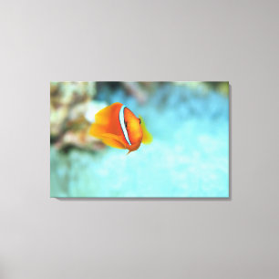 Close-up of tomato anemone fish, Okinawa, Japan Canvas Print