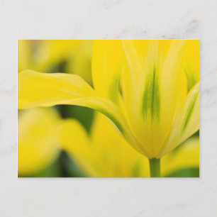 Close-up of tulip 2 postcard