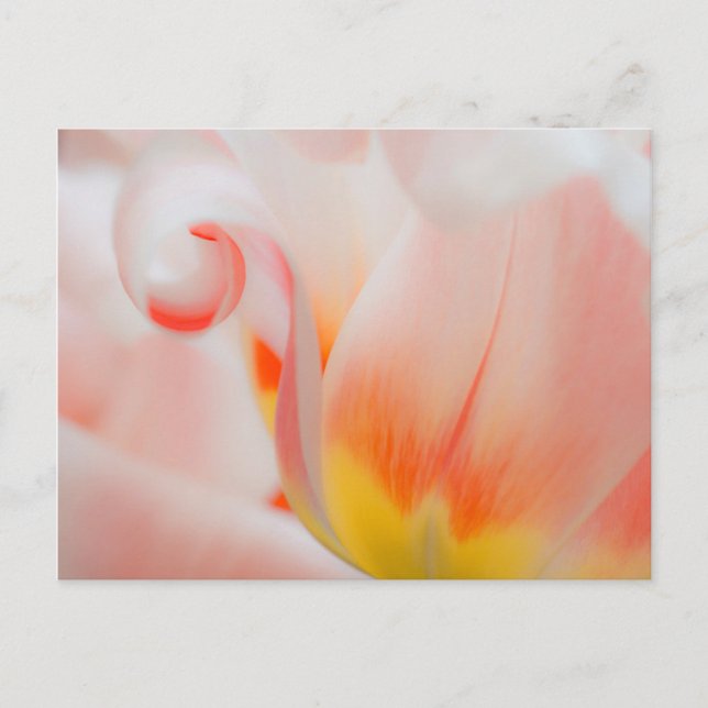 Close-up of tulip 3 postcard (Front)