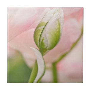 Close-up of tulip and bud tile