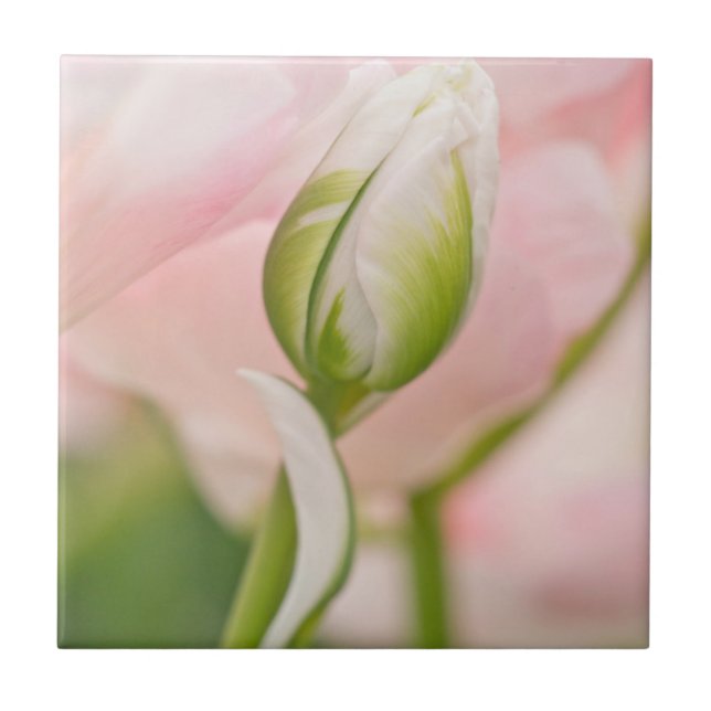 Close-up of tulip and bud tile (Front)