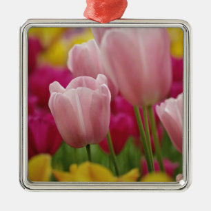 Close-up of tulip flower, Kuekenhof Gardens, Metal Ornament