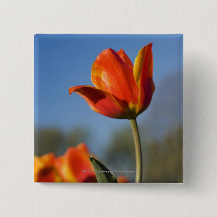 Close-up of tulip flowers 2 inch square button