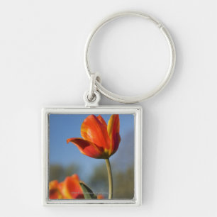 Close-up of tulip flowers keychain