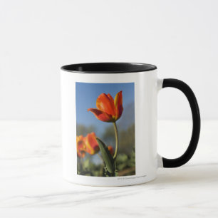 Close-up of tulip flowers mug