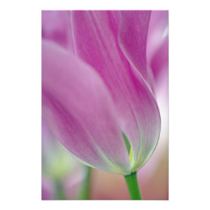 Close-up of underside of tulip flower, 2 photo print