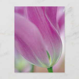 Close-up of underside of tulip flower, 2 postcard