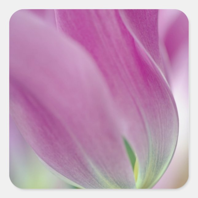 Close-up of underside of tulip flower, 2 square sticker (Front)
