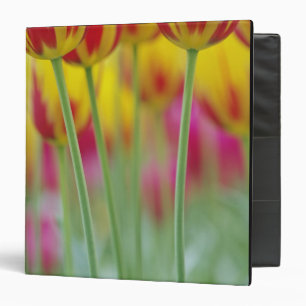 Close-up of underside of tulip flower, 3 binder