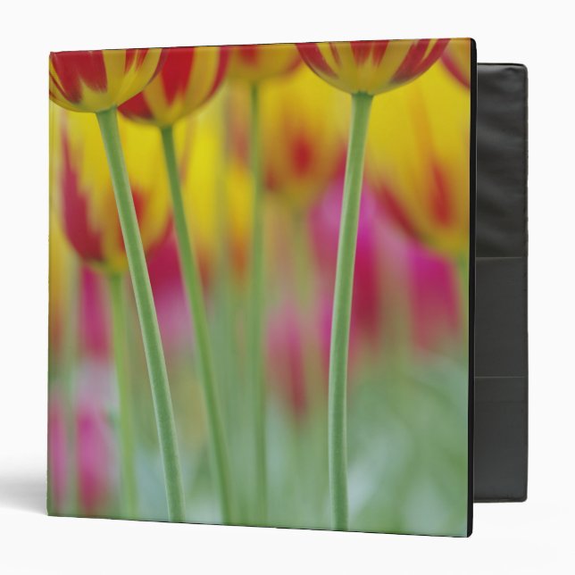 Close-up of underside of tulip flower, 3 binder (Front/Inside)