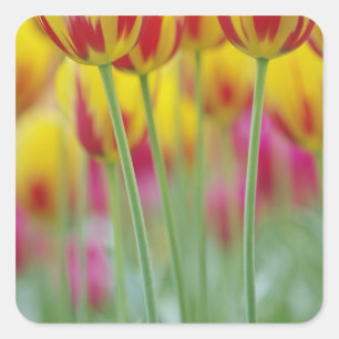 Close-up of underside of tulip flower, 3 square sticker
