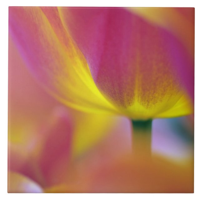 Close-up of underside of tulip flower, Kuekenhof 2 Tile (Front)