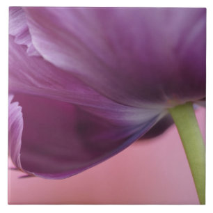 Close-up of underside of tulip flower, Kuekenhof Tile