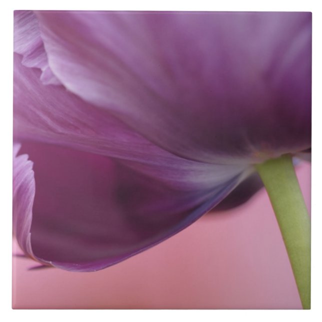 Close-up of underside of tulip flower, Kuekenhof Tile (Front)