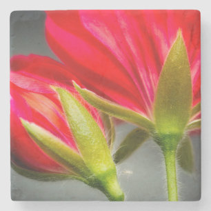 Close-up of vining geranium from back of flower stone coaster