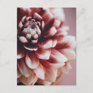 Close-up of water drops on a flower postcard